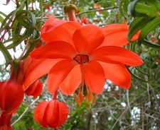 Passiflora parritae 5 semi