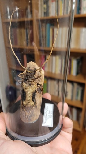 Entomologia insetti - entomologia,