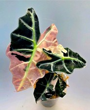 Bellissima Alocasia Amazonica