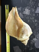 Conchiglia Busycon Carica