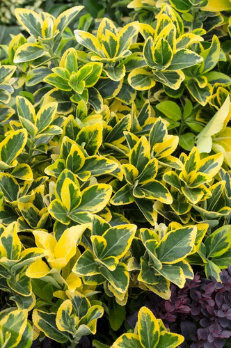 Evonimo euonymus japonicus - evonimo, japonicus"