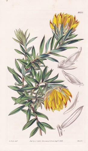 Liparia parva fiore botanica - parva,