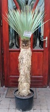 Yucca rostrata, tronco 155 cm
