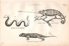 1880 Stampa ~ Lucertole