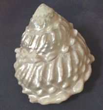 Conchiglia di mare bianca