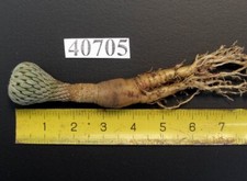 Cactus pelecyphora /40705/ H