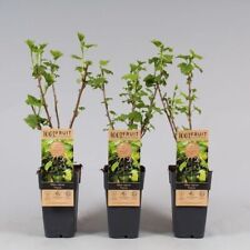 Ribes nero "Ribes nigrum Titania" frutti di bosco pianta in vaso ø11 cm