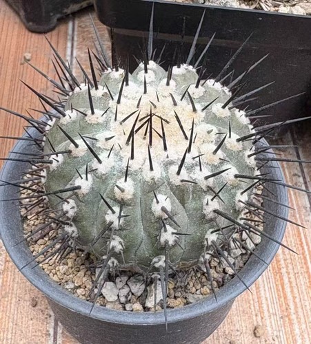 5cm copiapoa cinerea - 9.5cm,