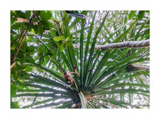 10x Pandanus pancheri alberi a