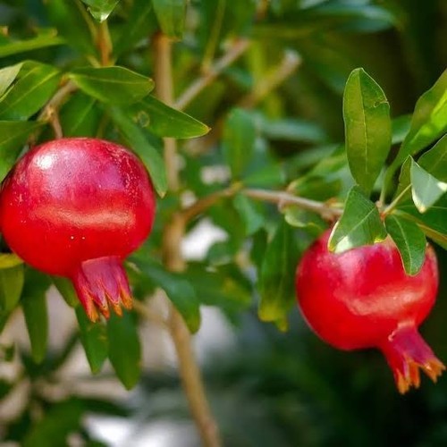 Semi melograno rosso - semi, di