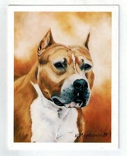 AmStaff Bull Terrier Head