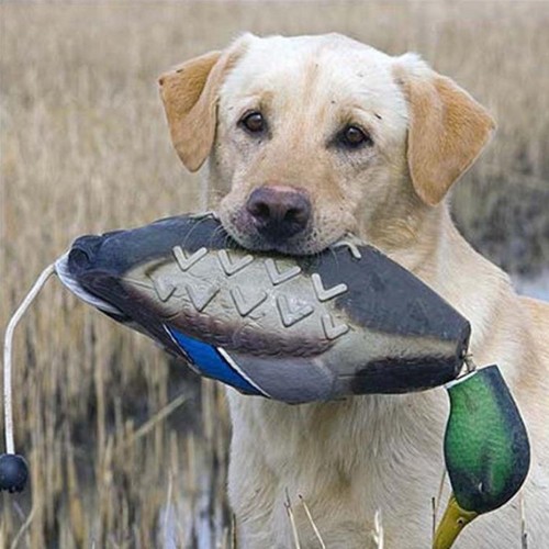 Germano reale duck decoy - 3d,