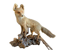 TASSIDERMIA VOLPE IMBALSAMATA VINTAGE SU BASE LIGNEA