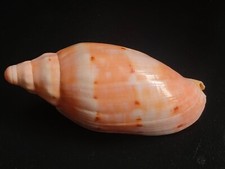 Conchiglia Shell Voluta CYMBIOLA MALAYENSIS  mm 122,3  Indonesia
