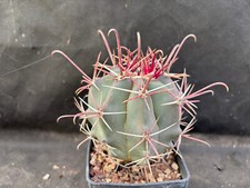FEROCACTUS CALIFORNICUS