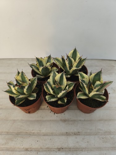 Agave titanota snaggletooth - titanota,