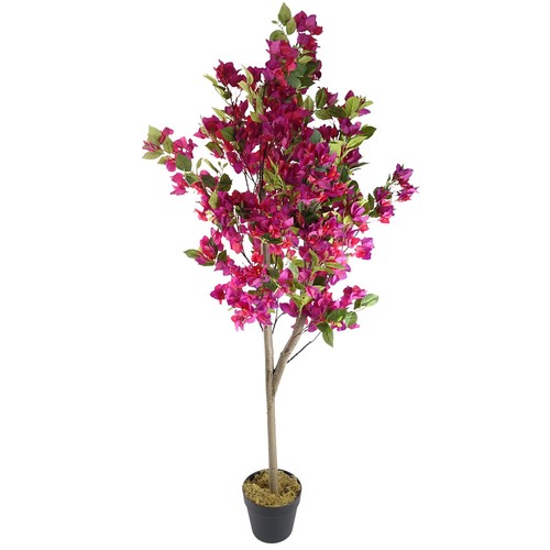 Albero bouganville rosa - bouganville,