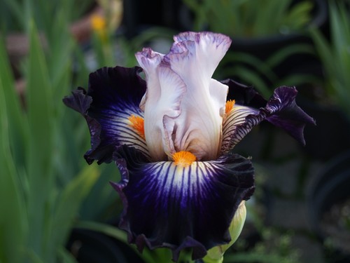 Schwertlilie iris terre a - ",