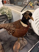 Fagiano maschio imbalsamato