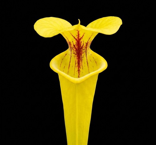 Sarracenia goldie yellow - .,
