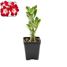 Adenium obesum flame - adenium, cv