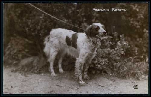 Dogs breeder epagneul breton - dogs,