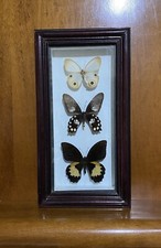 3 Farfalle vere in cornice