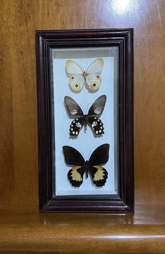 Farfalle vere cornice - 3,