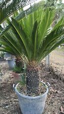ESEMPLARE DI CYCAS REVOLUTA H
