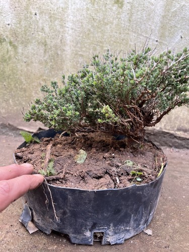 Timo macchia mediterranea - timo,