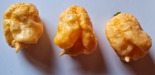 Semi peperoncino - semi, di
