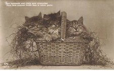 Gatti AF#DC505 Tre Gatti In Un