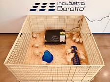 RECINTO SVEZZAMENTO PER 40 PULCINI | CHIOCCIA ARTIFICIALE | IL DOPO INCUBATRICE