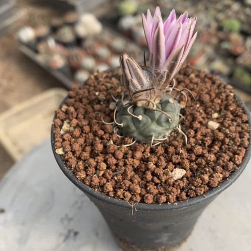Pianta cactus succulenta - di,