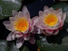 Nymphaea marliacea carnea Ninfea Pianta acquatica da laghetto/mastello/tinozza.