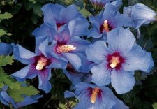 HIBISCUS SYRIACUS OISEAU BLEU, 20 SEMI con OMAGGIO