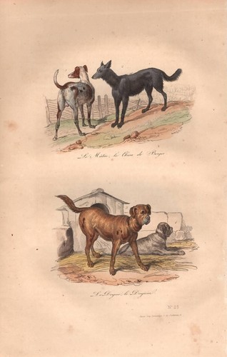 Stampa antica cane guardia - stampa, da