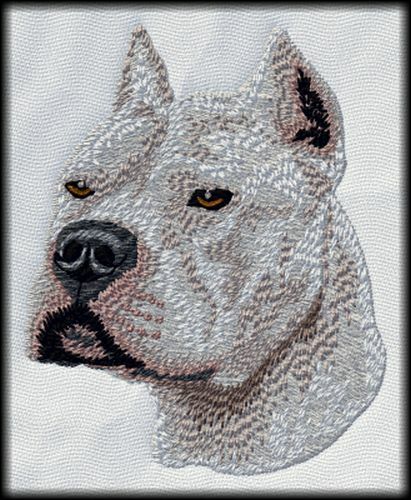 Toppe american pit - bull, white