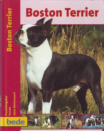 Boston terrier hundebuch - terrier,