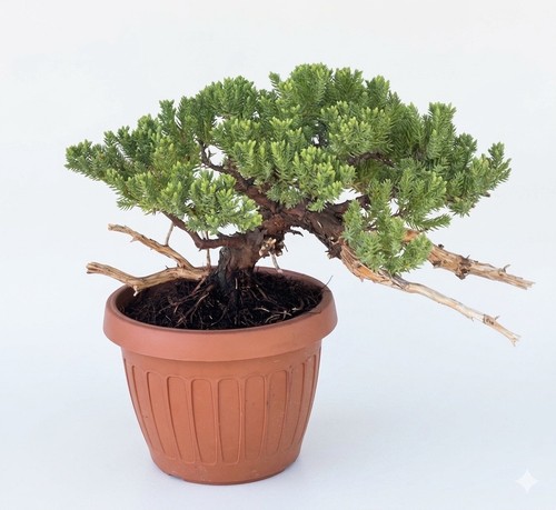 Bonsai ginepro juniper - bonsai,