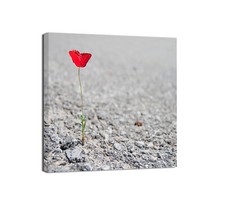 Canvashop Quadri moderni