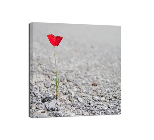 Canvashop quadri moderni - canvashop,