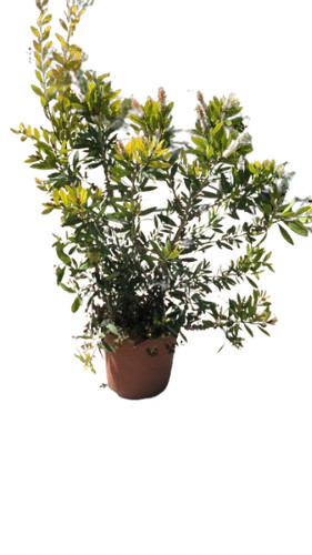 Callistemon citrinus splendens