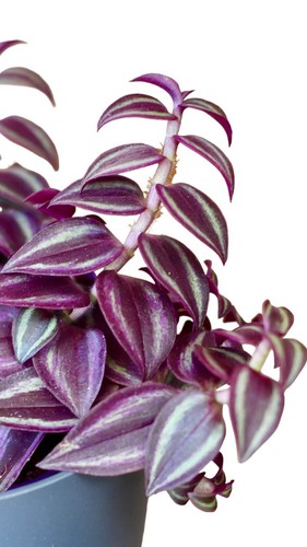 Tradescantia zebrina purple - tradescantia,