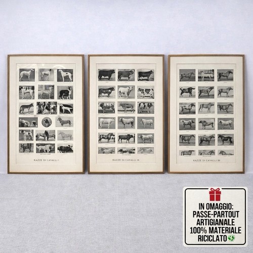 Stampa antica razze cavalli - antica,