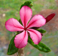 Pachypodium succulentum - Elefantenfuß