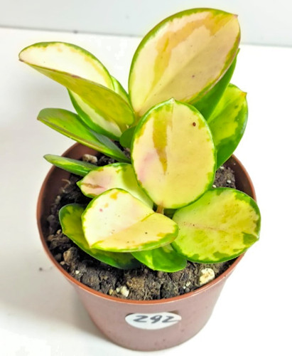 Hoya krimson princess - krimson, cm