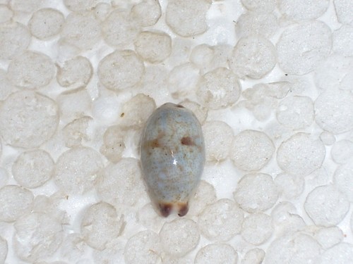 Cypraea gracilis notata - cypraea,