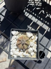 Aztekium ritteri tirato duro - aztekium,