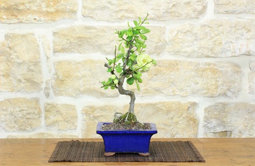 Bonsai cotogno giapponese a - di,